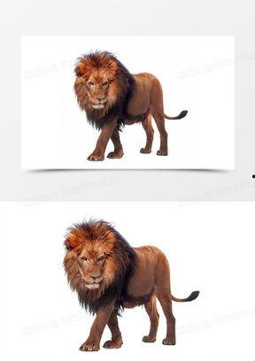 老虎狮子图片,老虎与狮子的力量对决